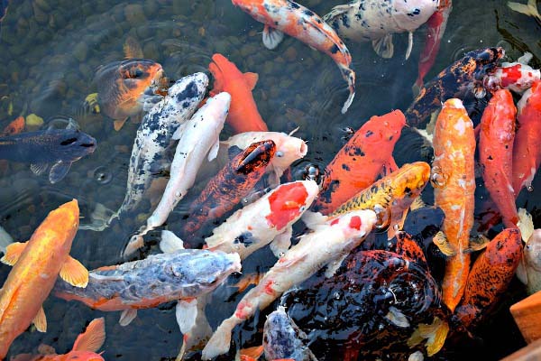 Ornamental Fish and Fisheries Industry
